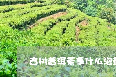 古树普洱茶拿什么泡最好/2023082907171