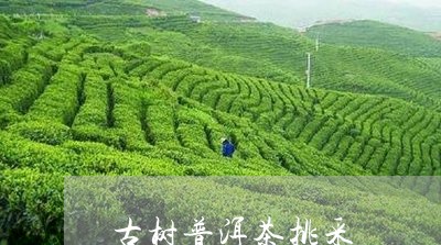 古树普洱茶挑采/2023102684126