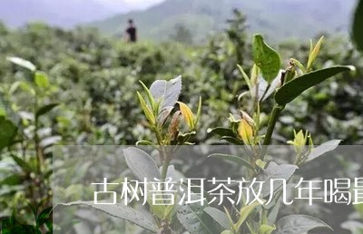 古树普洱茶放几年喝最好/2023110122815