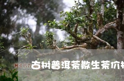 古树普洱茶散生茶价格多少/2023110514260