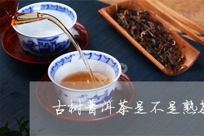 古树普洱茶是不是熟茶的一种/2023082974948