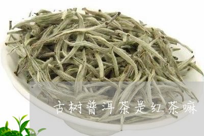 古树普洱茶是红茶嘛/2023121567251