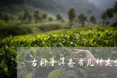 古树普洱茶有几种类型图片/2023082811048