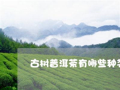 古树普洱茶有哪些种类/2023072403816