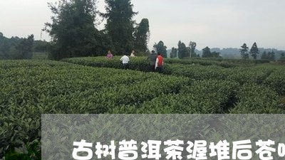 古树普洱茶渥堆后苍味/2023092630817