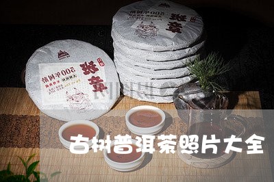 古树普洱茶照片大全/2023082923706