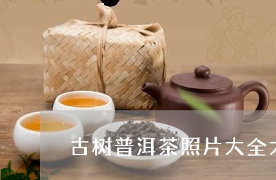 古树普洱茶照片大全大图/2023112837482