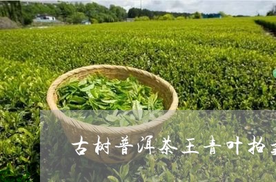 古树普洱茶王青叶拍卖/2023062231826