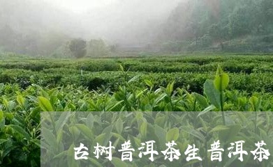 古树普洱茶生普洱茶/2023062877058