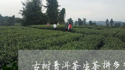 古树普洱茶生茶拼多多普洱茶/2023052783926