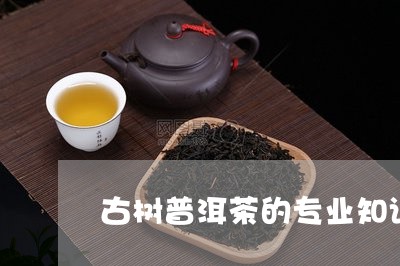 古树普洱茶的专业知识/2023120706160