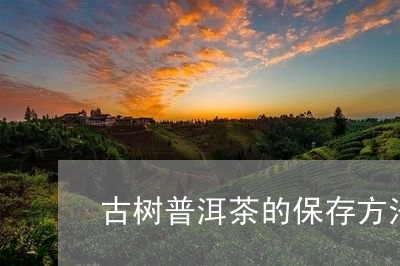 古树普洱茶的保存方法/2023062417480