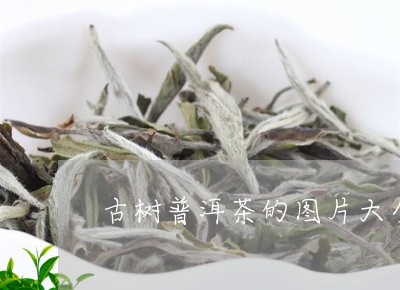 古树普洱茶的图片大全/2023062355847