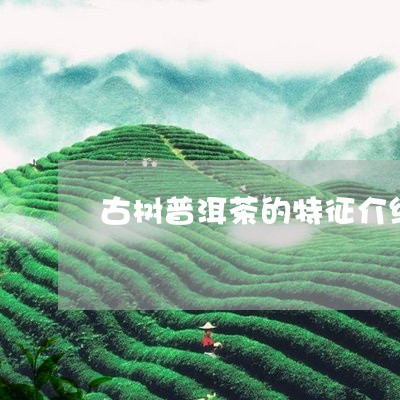 古树普洱茶的特征介绍词/2023110145139