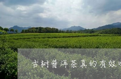 古树普洱茶真的有效吗/2023120634036