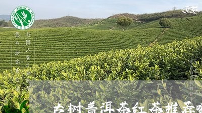 古树普洱茶红茶推荐哪种/2023110511513