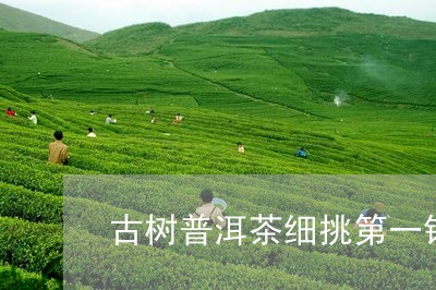 古树普洱茶细挑第一锅/2023072167515