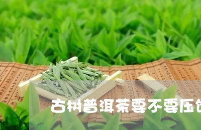 古树普洱茶要不要压饼/2023120716050