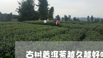 古树普洱茶越久越好吗/2023092766261