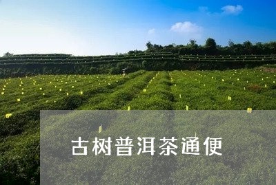 古树普洱茶通便/2023121537172