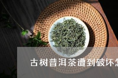 古树普洱茶遭到破坏怎么办/2023121563936