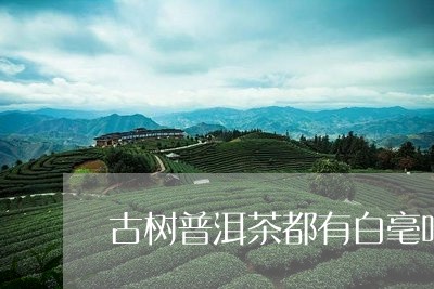 古树普洱茶都有白毫吗/2023120668261