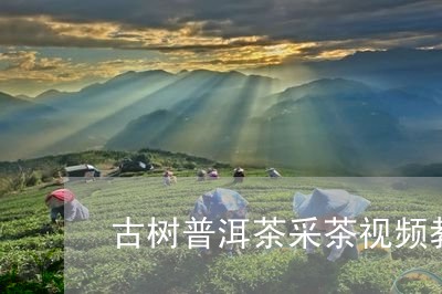 古树普洱茶采茶视频教程/2023102463748