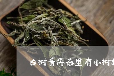 古树普洱茶里有小树枝/2023120620571