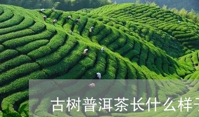 古树普洱茶长什么样子的/2023082943624