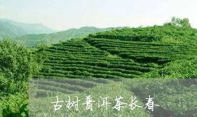 古树普洱茶长春/2023101620381