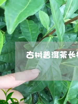 古树普洱茶长相特征/2023082948179