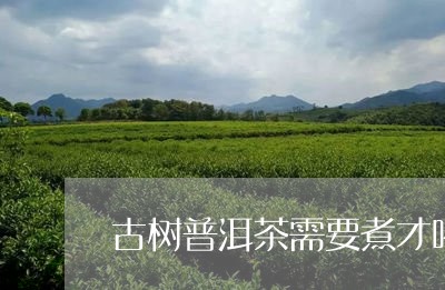 古树普洱茶需要煮才喝/2023072245351