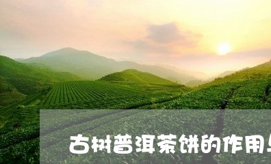 古树普洱茶饼的作用与功效/2023110514160