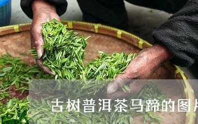 古树普洱茶马蹄的图片/2023062357381