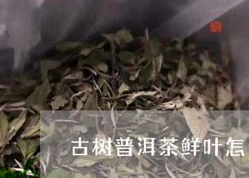 古树普洱茶鲜叶怎么看好坏/2023082993705