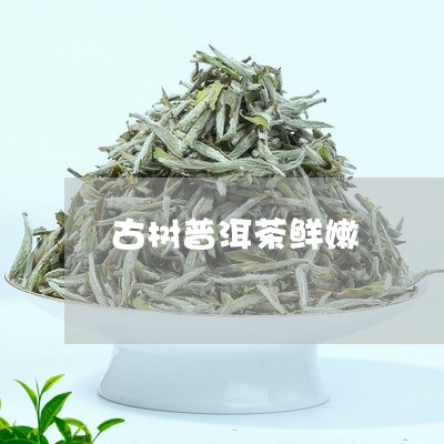 古树普洱茶鲜嫩/2023102671925