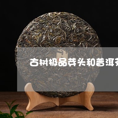 古树极品芽头和普洱茶一样吗/2023052737160