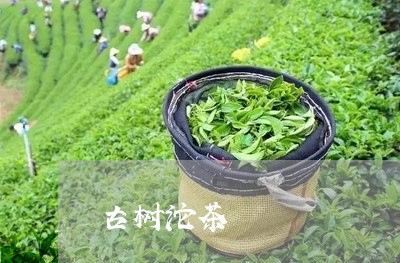 古树沱茶/2023090149371