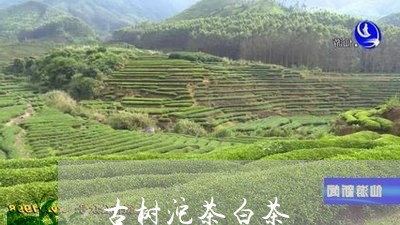 古树沱茶白茶/2023051367041