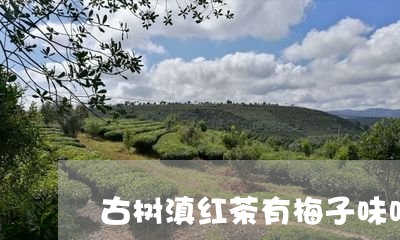 古树滇红茶有梅子味吗/2023061363959