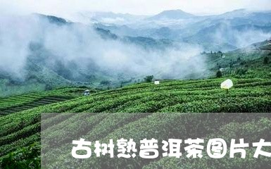 古树熟普洱茶图片大全/2023072492826