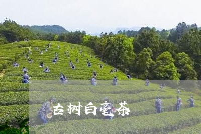 古树白毫茶/2023090229483