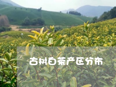 古树白茶产区分布/2023061500482