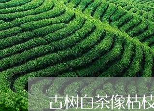 古树白茶像枯枝败叶/2023071556251