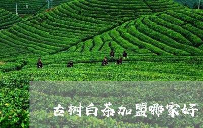 古树白茶加盟哪家好/2023121719470