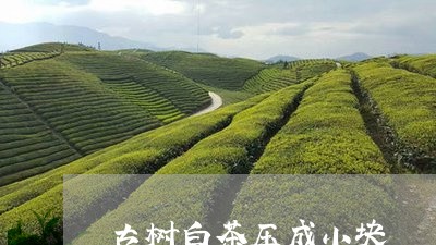 古树白茶压成小块/2023061580692