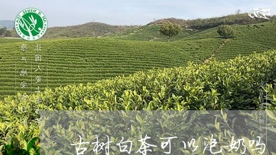 古树白茶可以泡奶吗/2023071581635