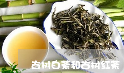 古树白茶和古树红茶/2023081363860