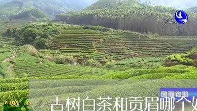 古树白茶和贡眉哪个好一点/2023062719404