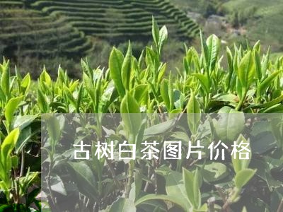 古树白茶图片价格/2023061530615